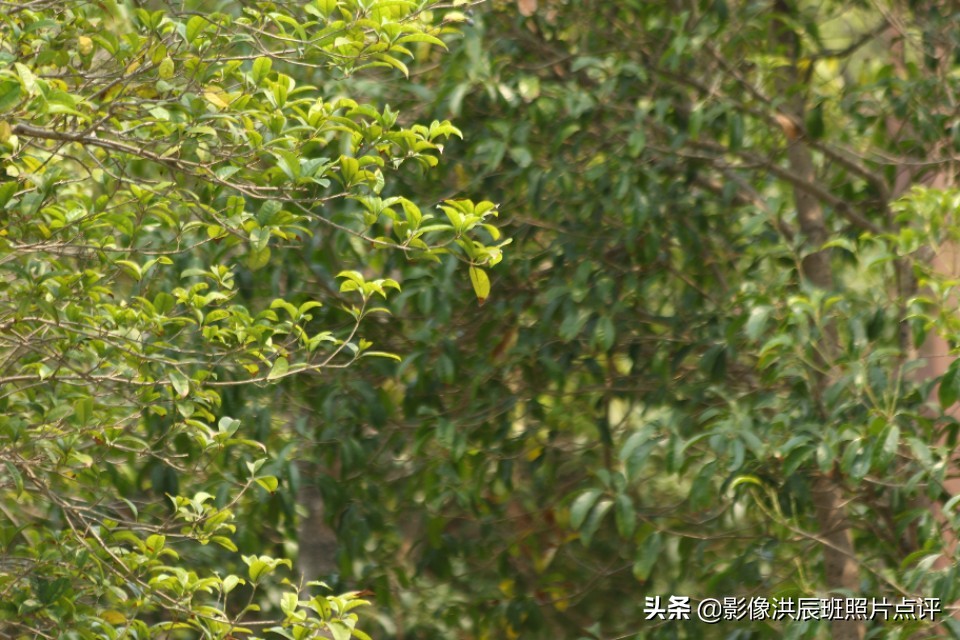 单反镜头有哪些小毛病,单反镜头容易碎吗为什么