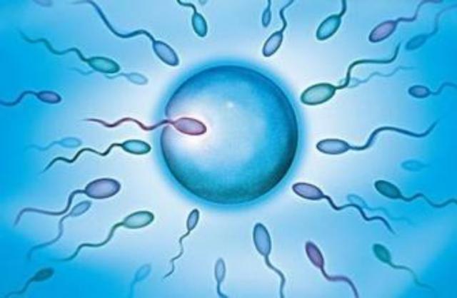 夫妻生下侏儒小孩,夫妻属鼠生鼠宝宝