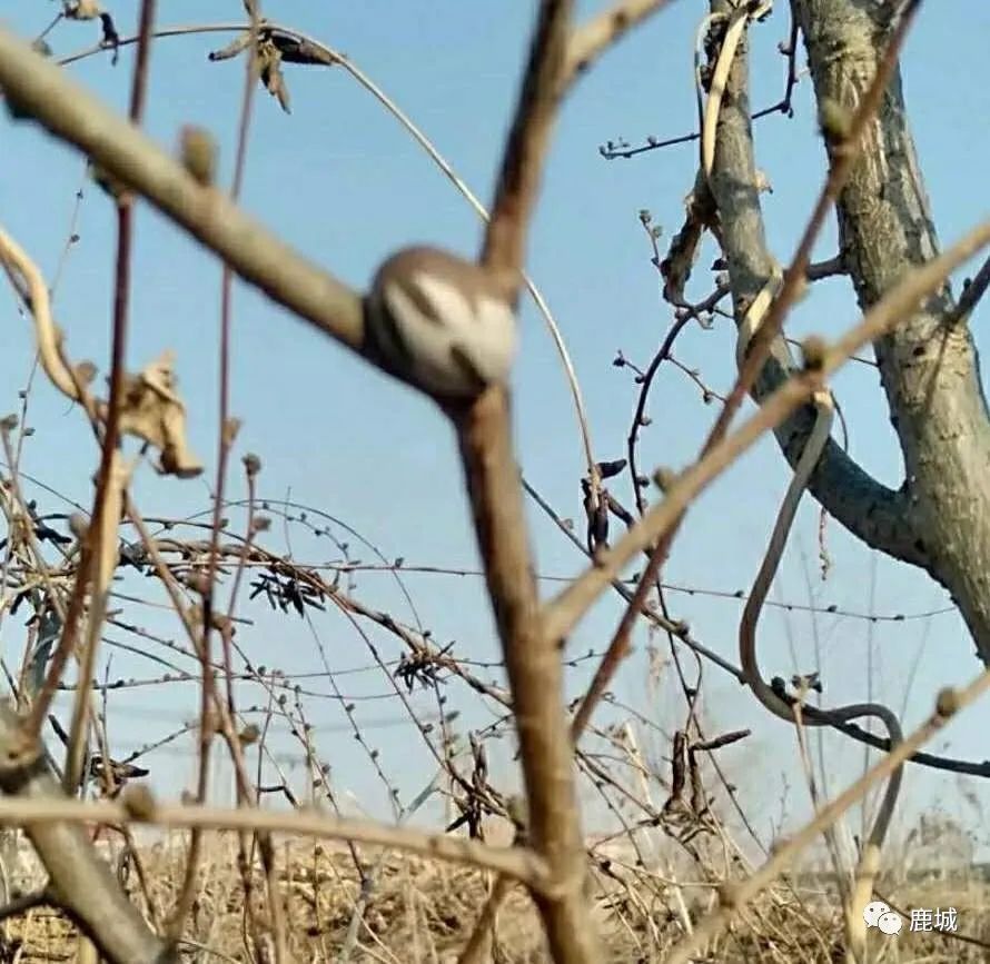 童年的记忆放羊,童年的记忆粤语版