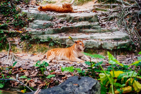 广州长隆旅游攻略自由行详细,广州长隆五一节3天2夜亲子游攻略