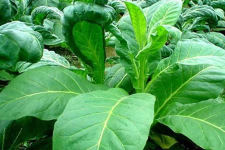 你不了解的*草烟**类型有哪些