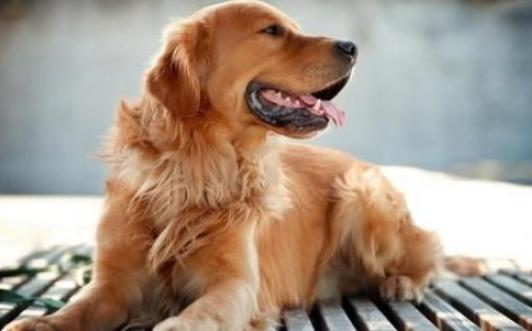 金毛犬十大优点,养金毛犬的优缺点及注意事项