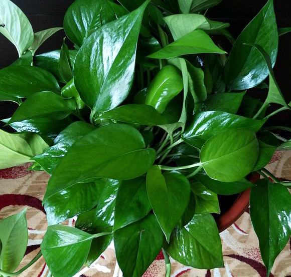 绿萝爬墙怎么弄最好看,绿萝怎么爬墙不毁墙