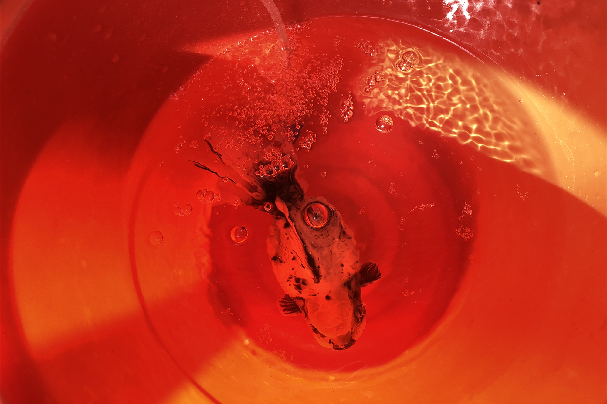 左氧氟沙星能治金鱼炸鳞病吗,治疗金鱼炸鳞最有效的办法