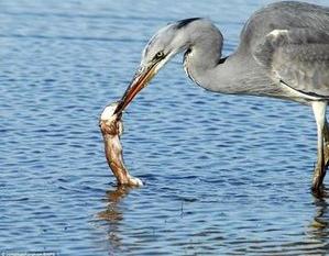 一年捕鼠3500只完整视频,一年灭鼠35万只老鼠