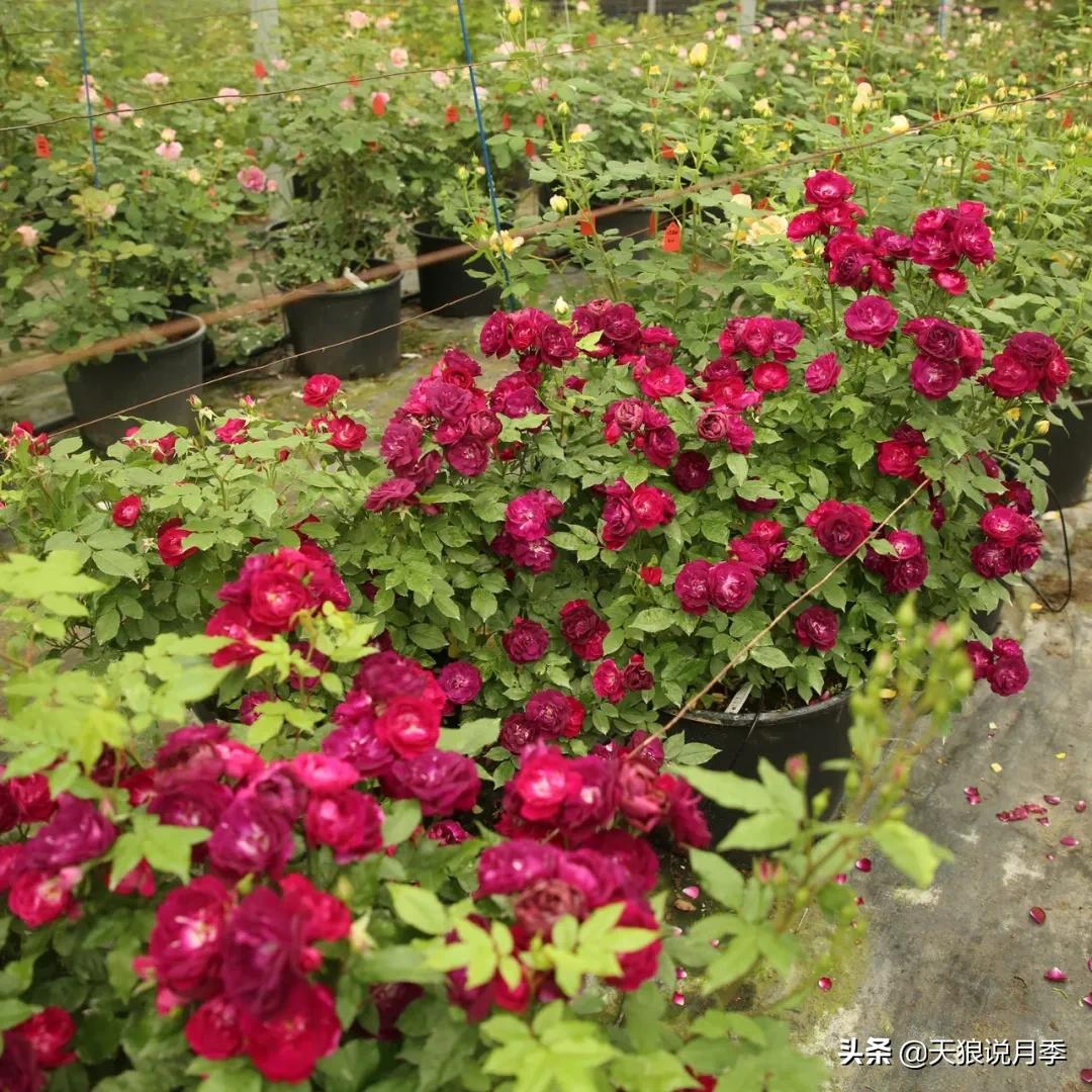 人家最美四月天，天狼自育终于打折了！15个品种供你宠信。