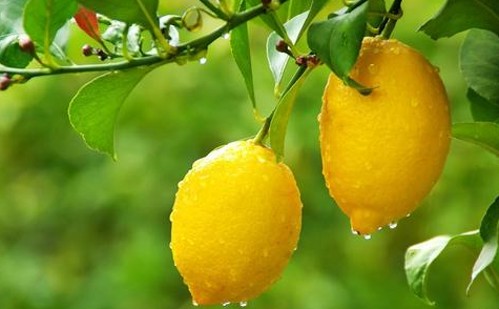 柠檬的栽培方法视频,柠檬的种植技术与管理方法