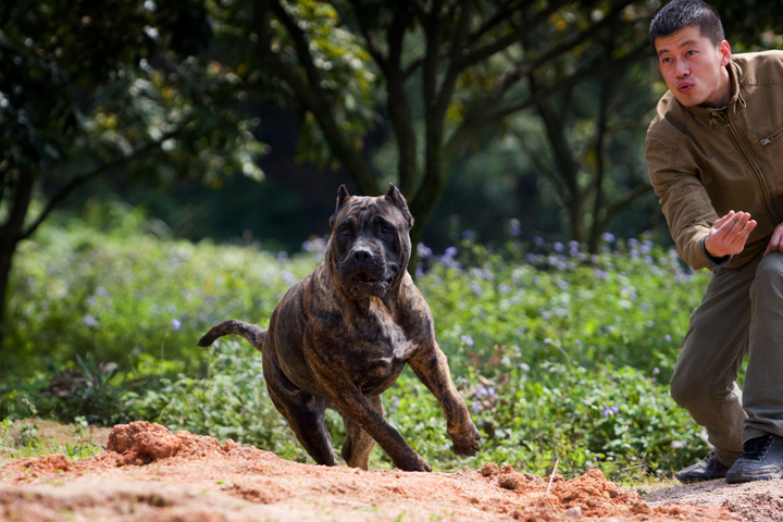 加纳利犬打架,加纳利犬伤人最多的犬
