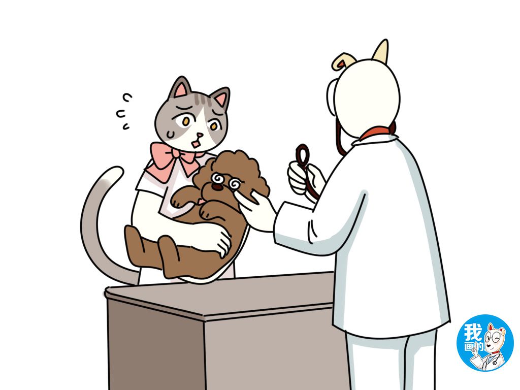 辟谣狗狗真的不能喝牛奶吗,辟谣狗狗每年不需要打预防针