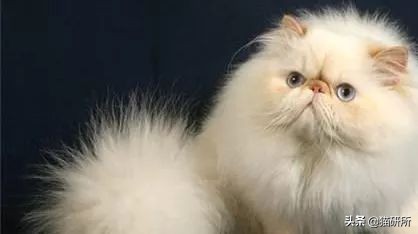 7大航空公司猫咪托运攻略,猫咪托运航空箱需要准备什么