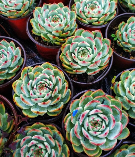 多肉吉娃娃养了几年没变化,多肉植物吉娃娃叶插多久能出苗