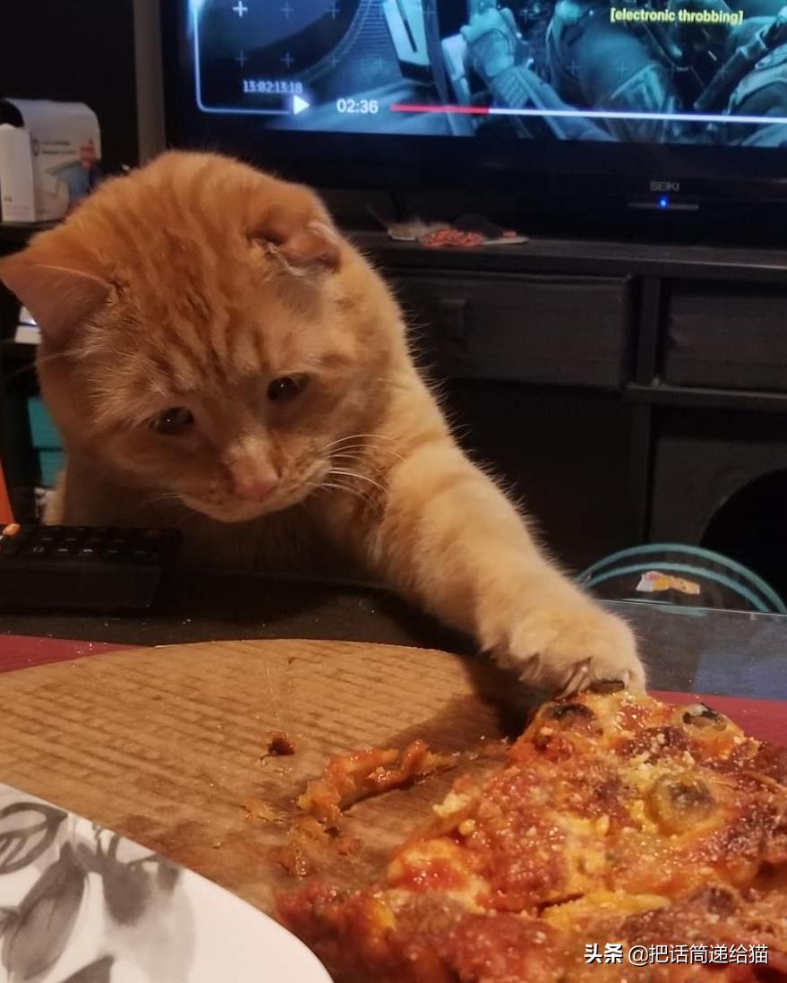 被弃养的猫还要打疫苗吗,弃养了一只猫