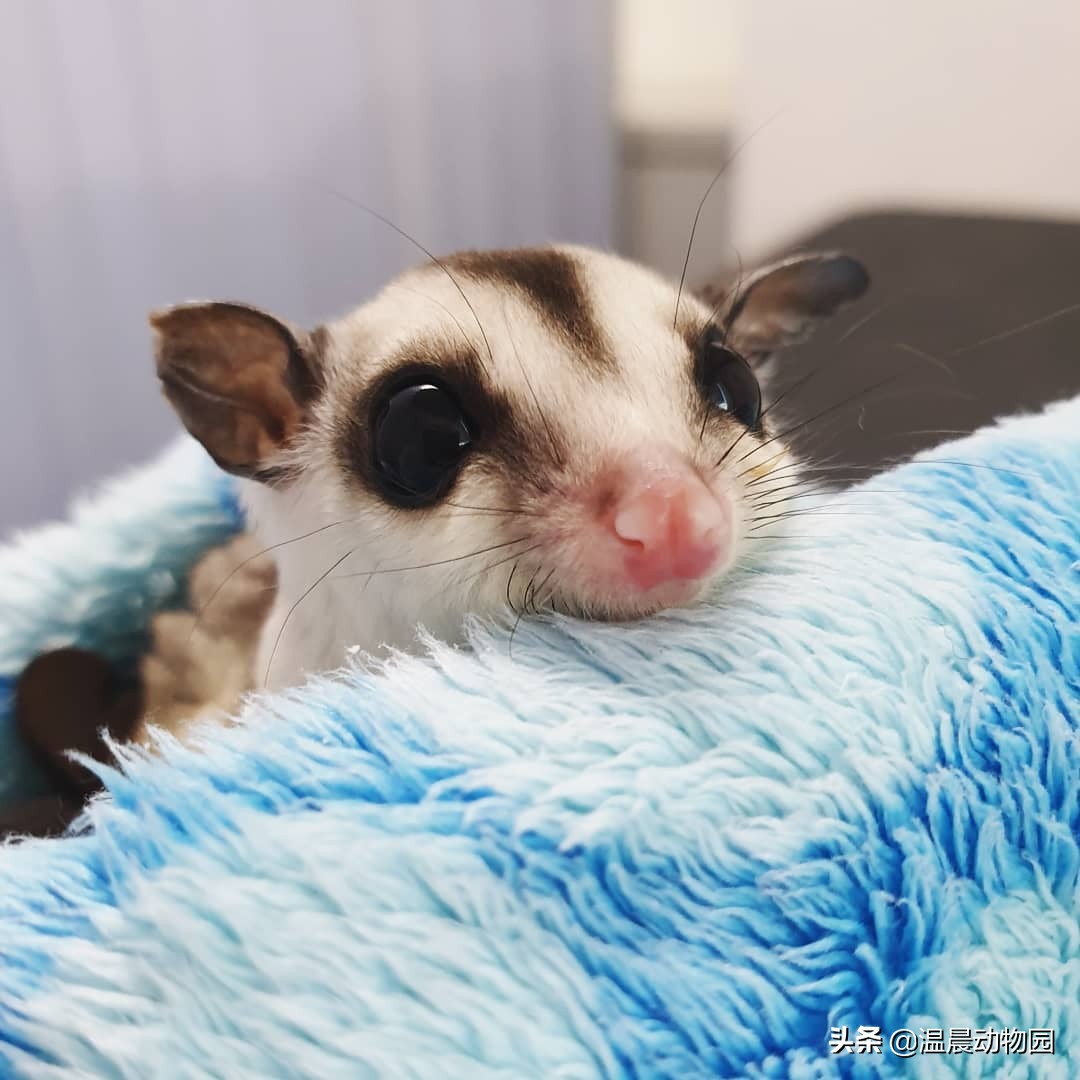 蜜袋鼯喊你陪它玩怎么办,让蜜袋鼯自己玩它会无聊吗