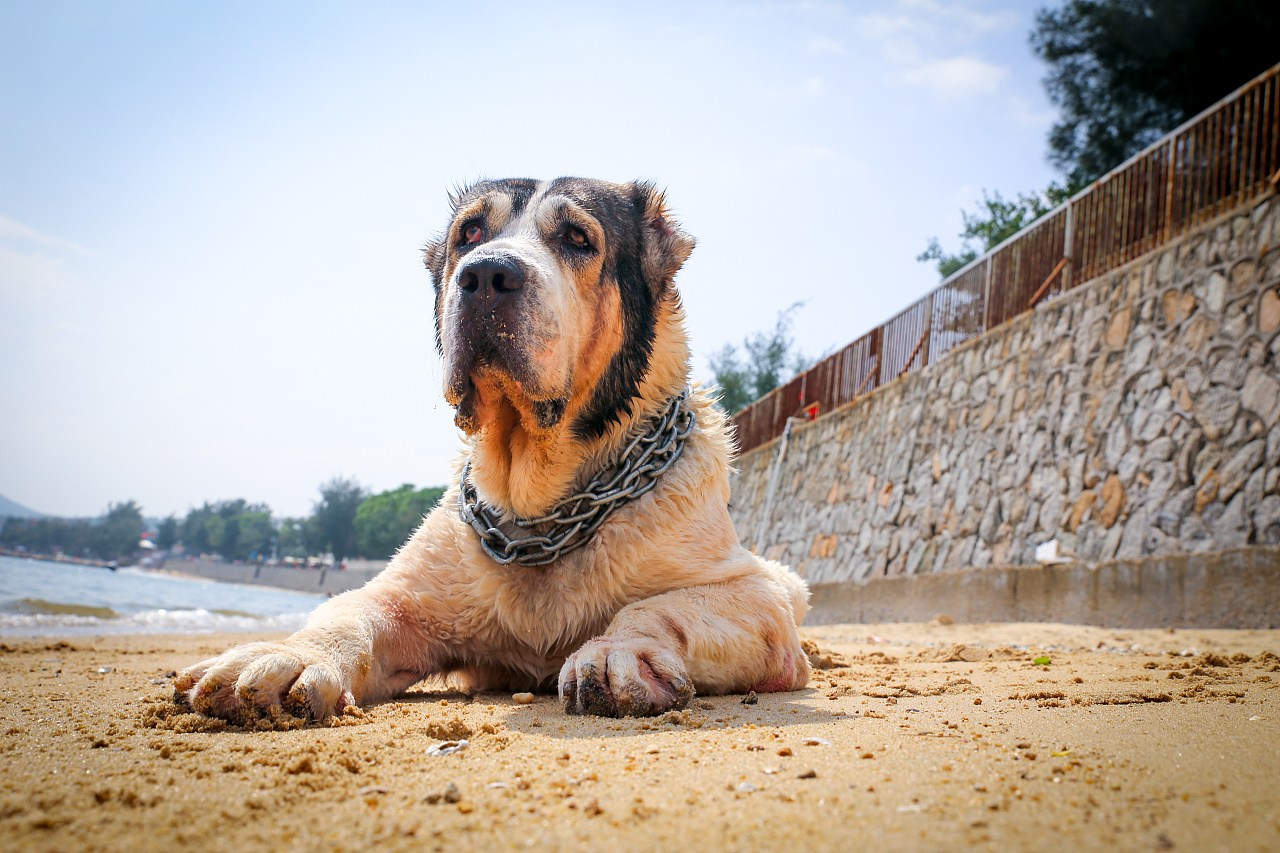 家里养了六只猛犬,家里养两条猛犬看家