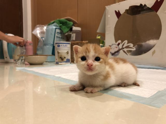 如何喂养刚出生的小奶猫,怎么喂养小奶猫