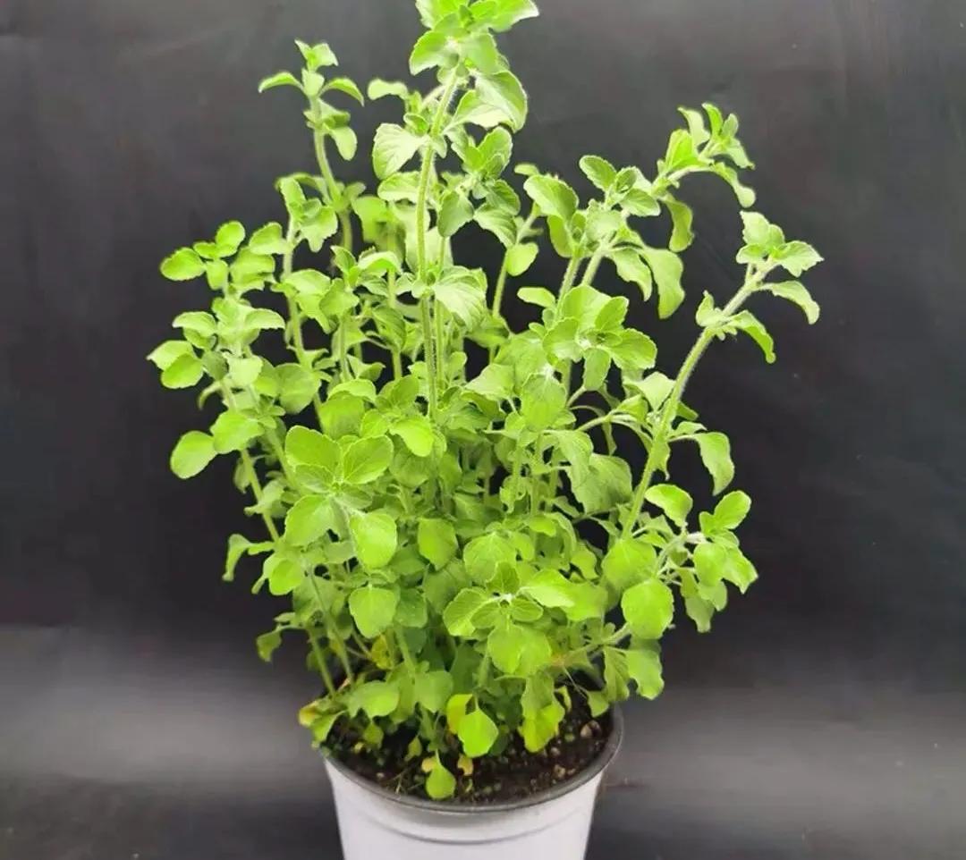 观花草本植物推荐,最具观赏性的观叶植物