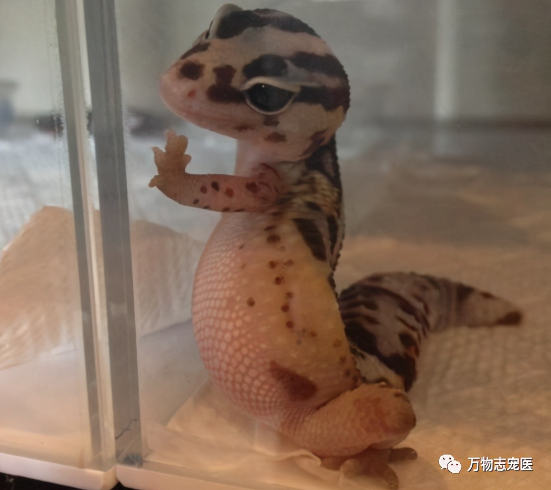 新宠到家,新宠到家注意事项