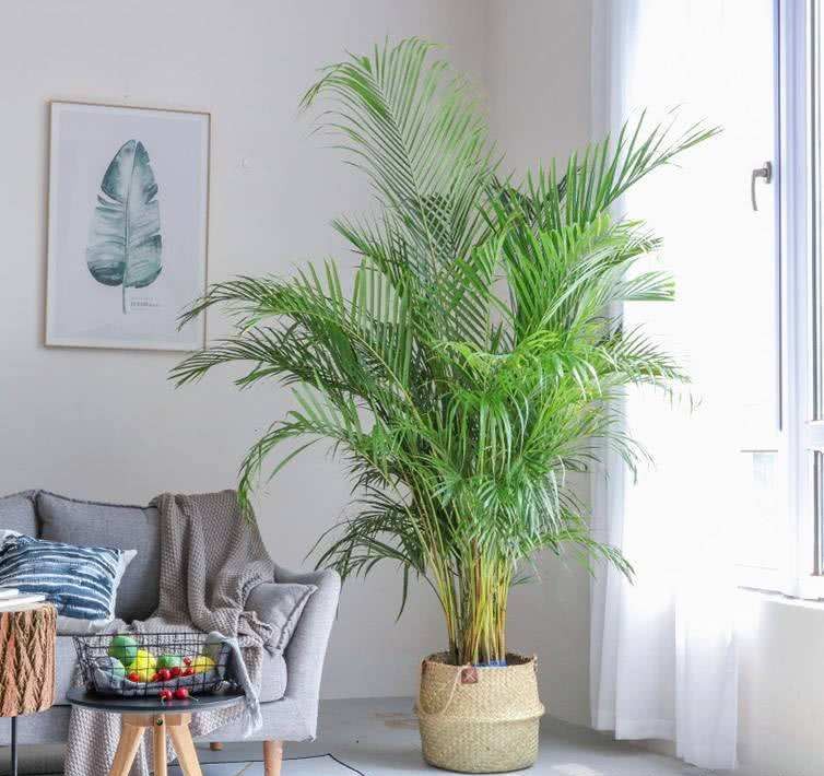 30种耐晒植物室内盆栽,十大室外盆栽最好养活的花