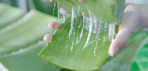 芦荟胶被神化,目前好用的芦荟胶