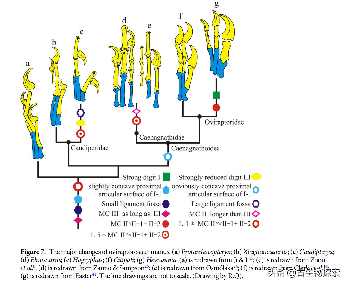 有羽毛和翅膀的恐龙叫什么恐龙,特厉害的恐龙是什么恐龙