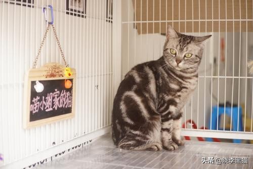 铲屎官们该怎样帮助猫咪过冬,过年猫咪留守攻略
