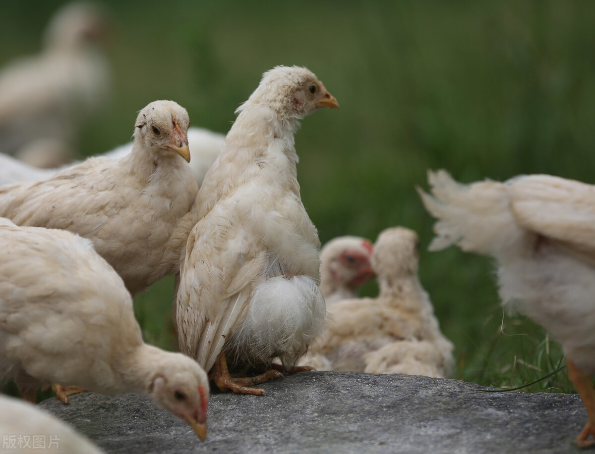鸡啄羽啄毛怎么处理,鸡啄羽该如何治疗