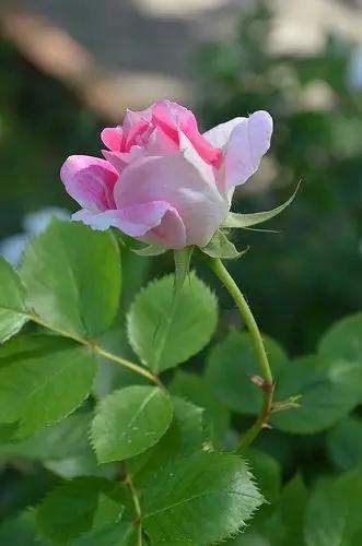 至爱之花,至爱之花歌曲