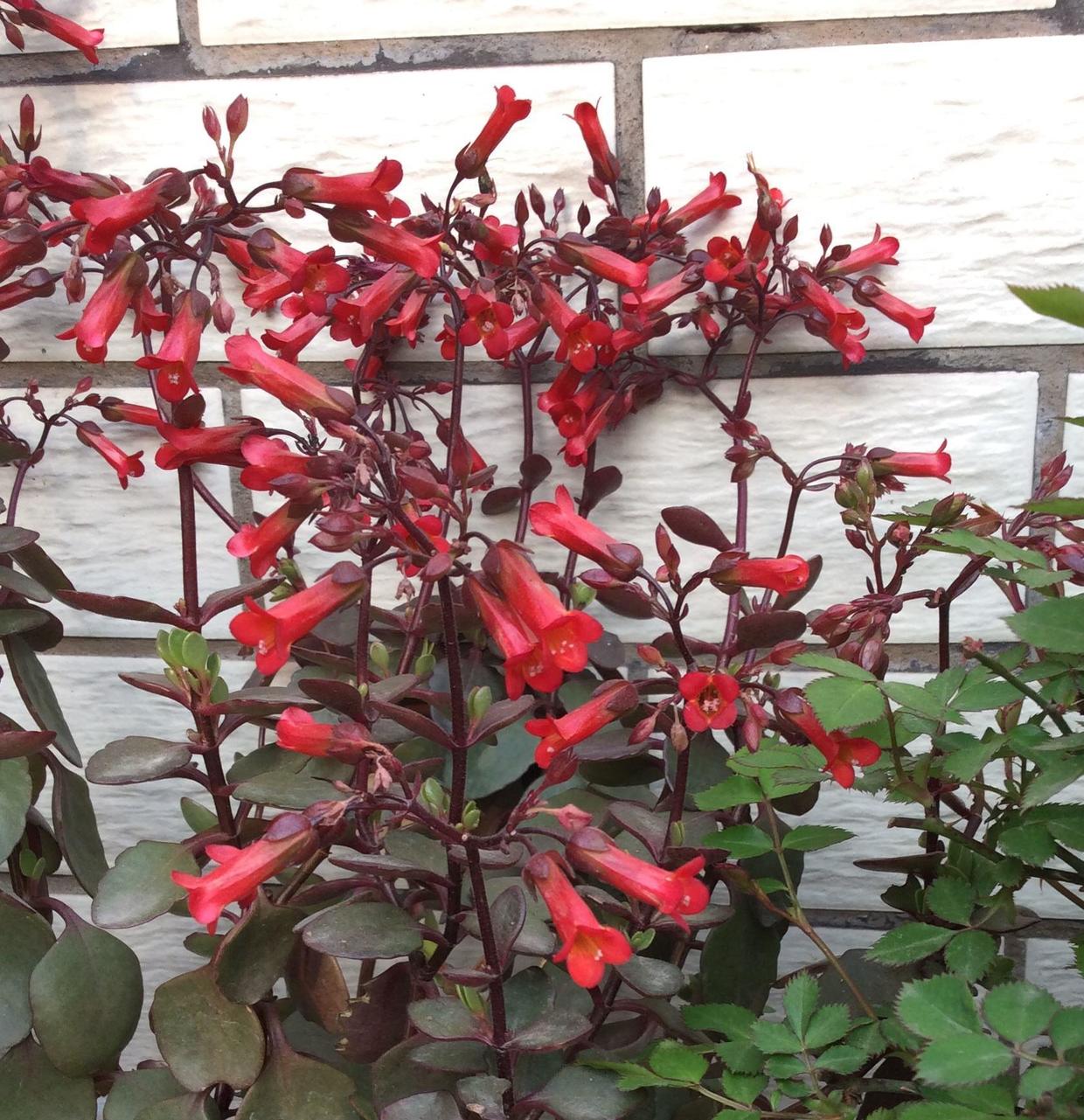 宫灯款年宵花,最旺家的花宫灯长寿花