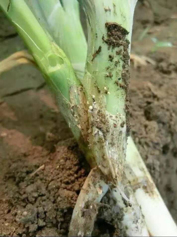 大葱葱白腐烂、死亡，是葱小菌核病在作怪，对症下药，轻松解决