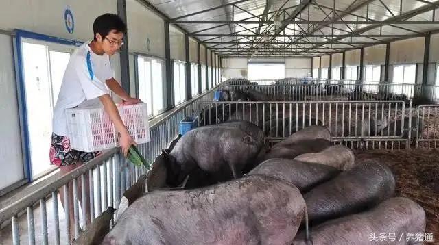 猪脱肛缝合之后拉不出屎怎么处理,猪脱肛该怎么预防