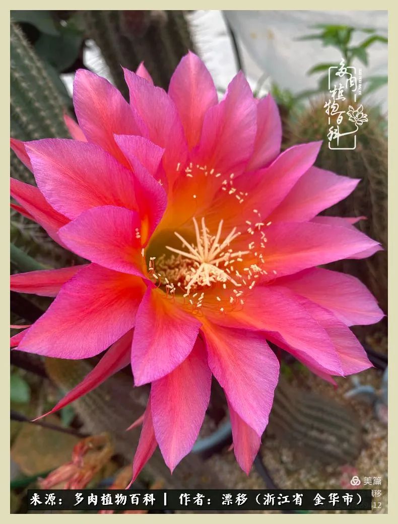 仙人球开花并散发着香味,仙人球花盛开吐露芬芳