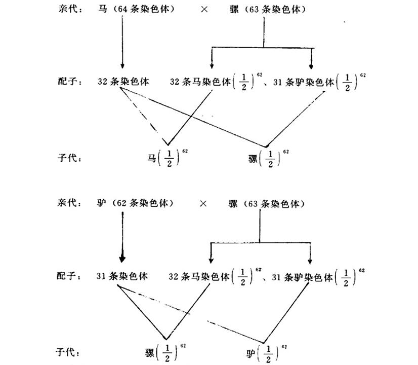骡子为什么不能生育下一代的传说,为什么骡子无法生育后代