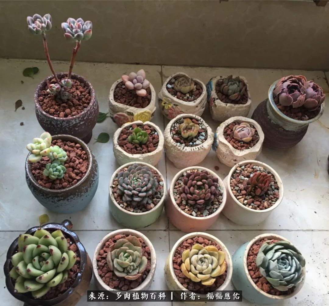 买买买，千里迢迢来相见，新的多肉成员来啦！