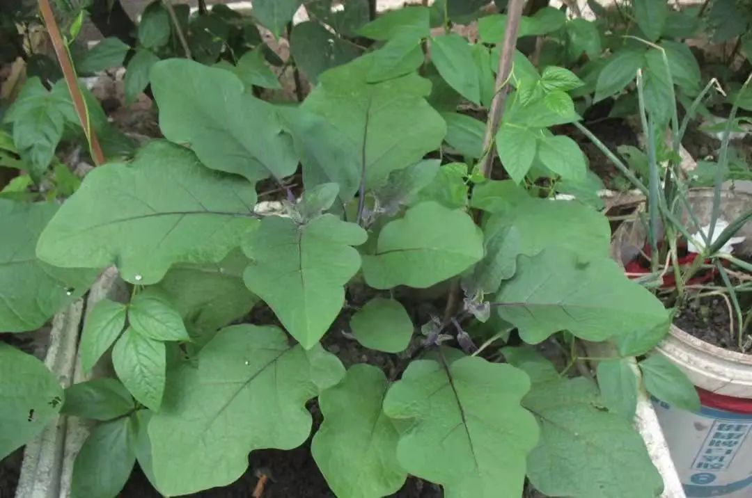 茄子最常见的病虫图片,茄子虫害最佳治疗方法