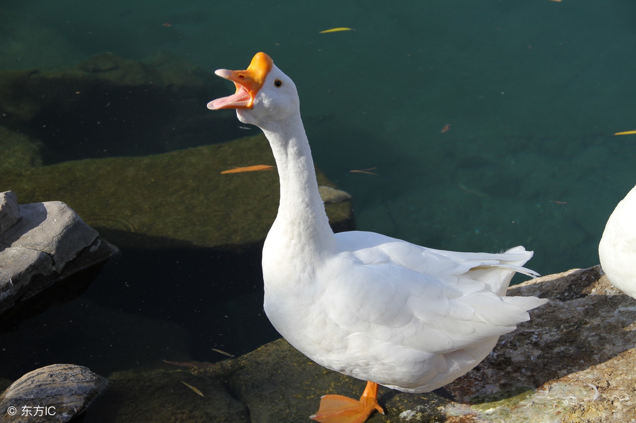 为什么蛇那么怕鹅的粪便,为什么凶猛的蛇会怕鹅呢