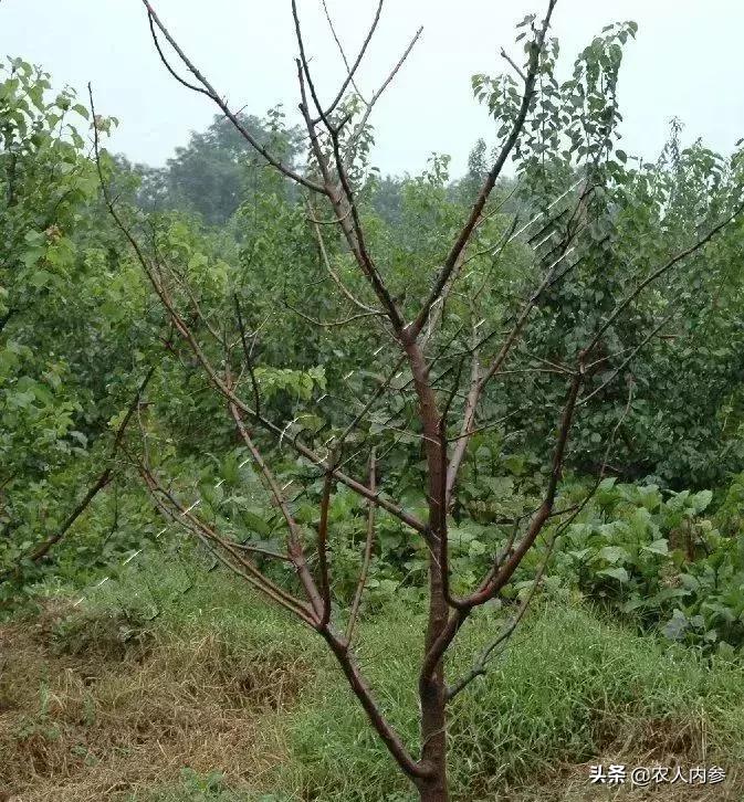 几种果树根部病害的症状识别与防治！