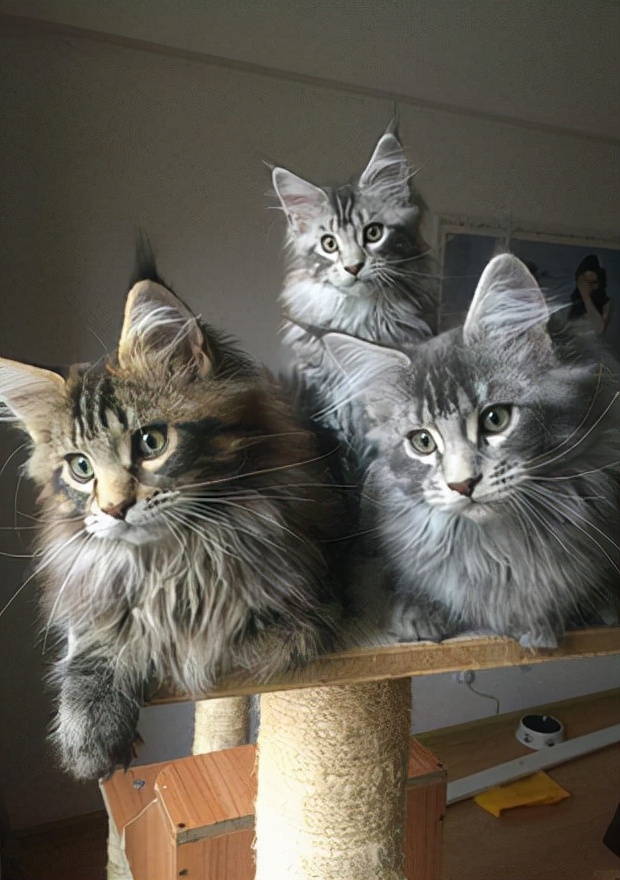 浅银虎斑缅因猫,缅因猫饲养方法