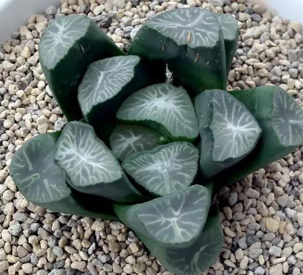 名贵植物排名前十名,十大天价的花卉