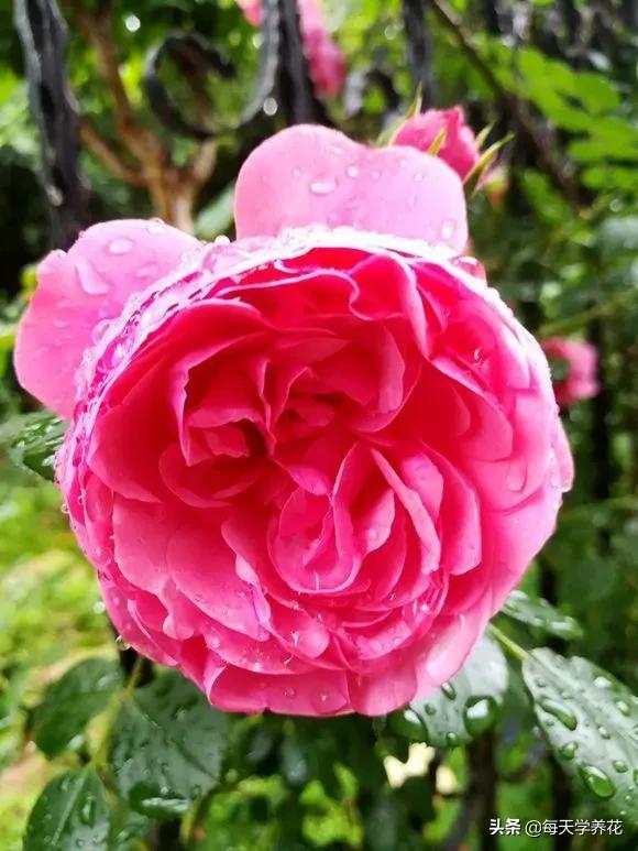 艾拉绒球小苗养护,艾拉绒球室内养殖方法