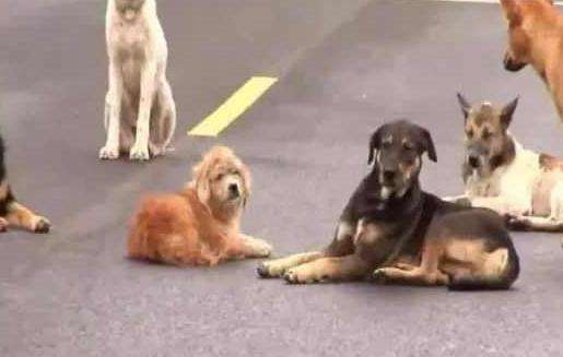 无人看管的狗怎么处理,路上遇到狗挡路怎么办