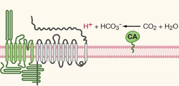 味觉系统对什么的检测比较灵敏,味觉识别方式