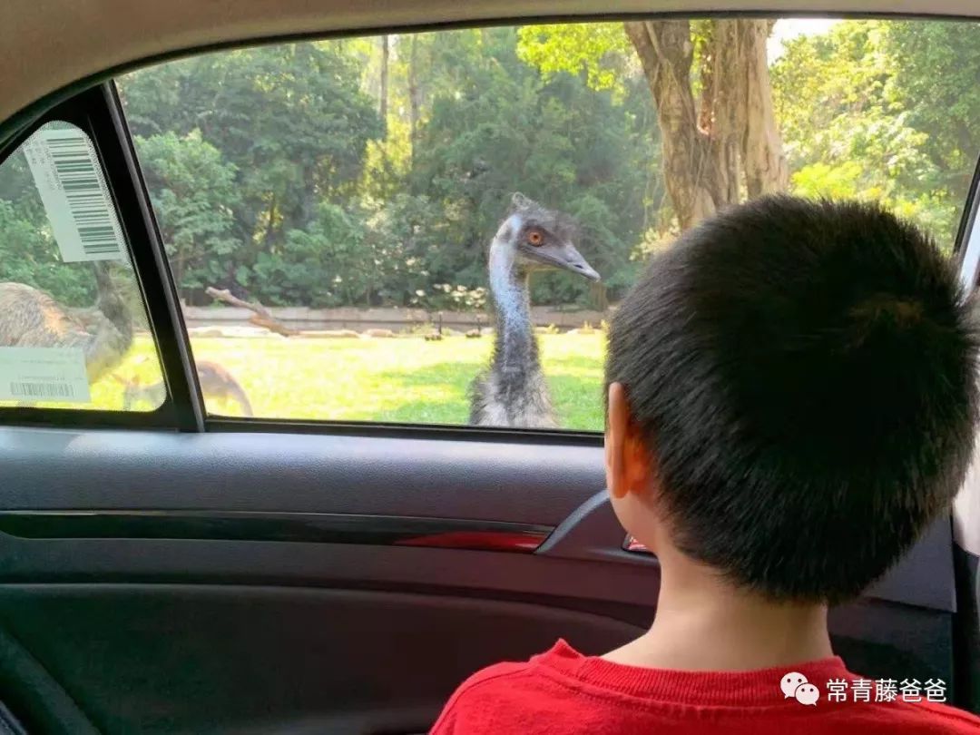 过年去珠海长隆海洋王国游玩攻略,广州长隆欢乐世界带娃一日游攻略