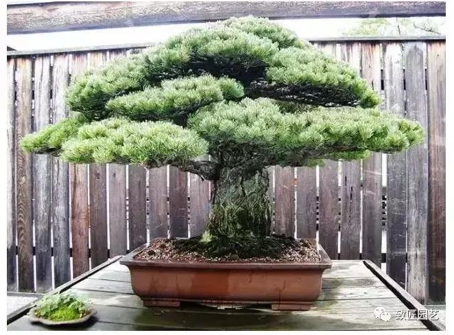 中国最贵盆景一盆600万元 (全世界最贵的100棵盆景多少钱一株)