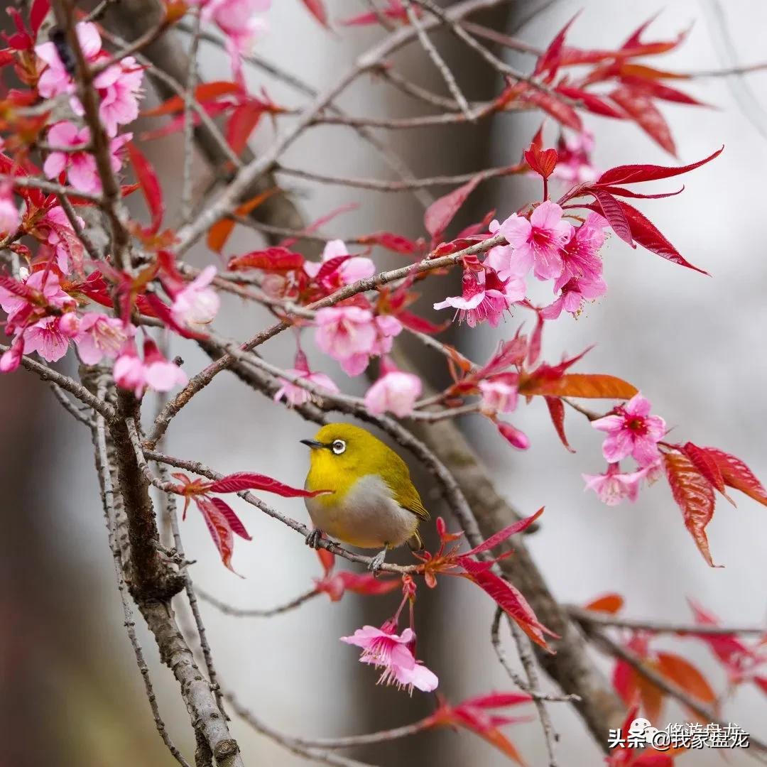 100张照片一百种幸福,100张图片带你去云南