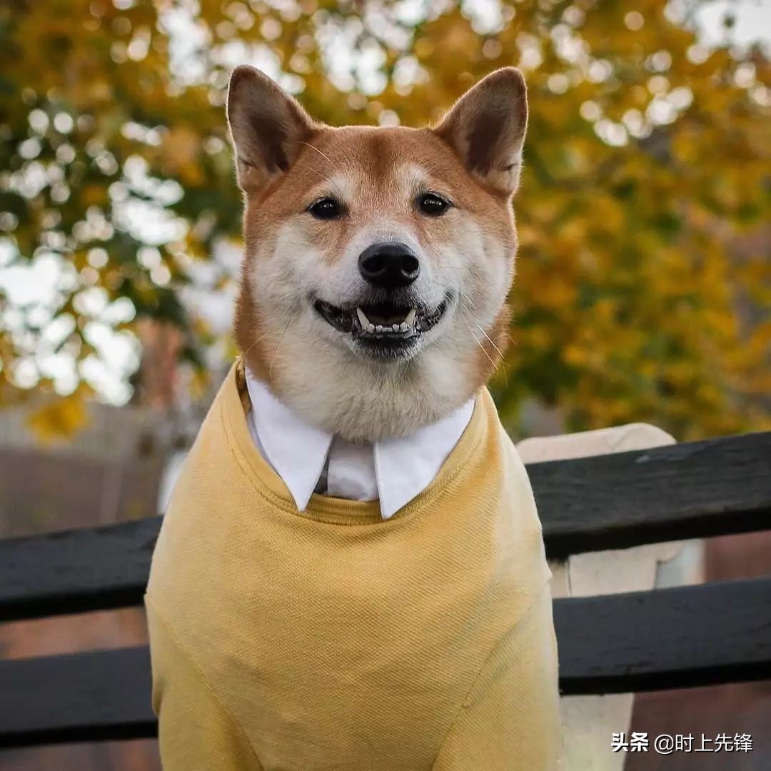 当狗狗穿上服装有多帅,当狗狗照镜子后发现自己是一只狗