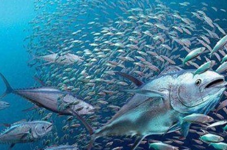 一条鱼卖了5000多,一条鱼卖到1500万