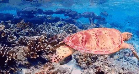 建议在哪里拿潜水证,如何免费学习潜水证