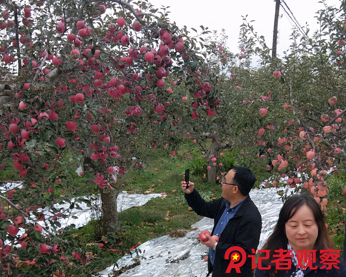 苹果小镇体验基地,吉县苹果体验中心