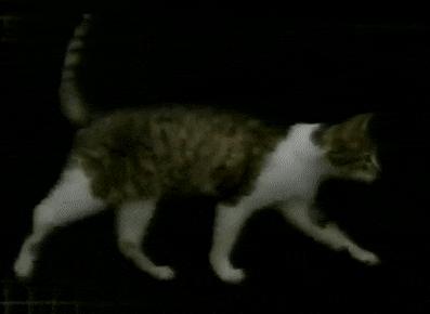 猫咪的魔性走姿,猫咪的十种沙雕动作