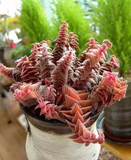 多肉早安图片大全,多肉大全100图